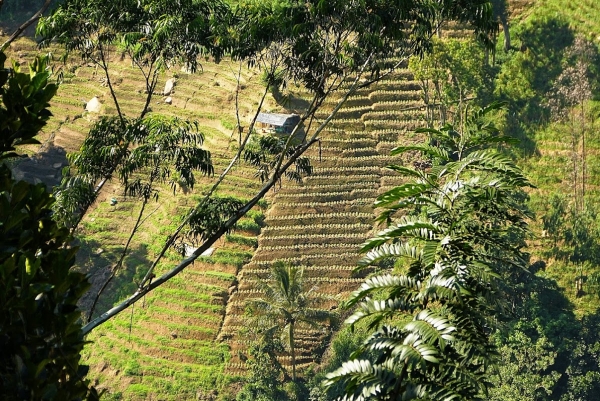 Zdjęcie ze Sri Lanki - w drodze do Yala