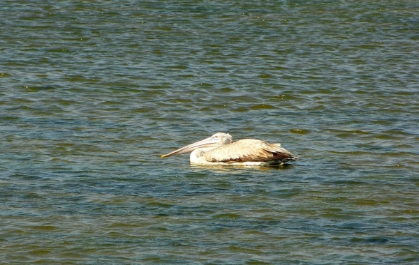 Zdjęcie ze Sri Lanki - pelikan najedzony :)