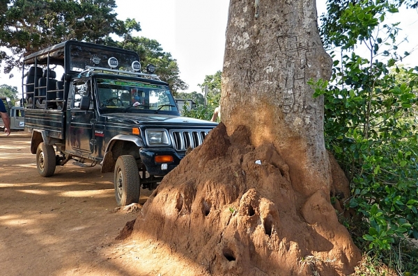 Zdjęcie ze Sri Lanki - bedąc jeszcze na terenie parku YALA