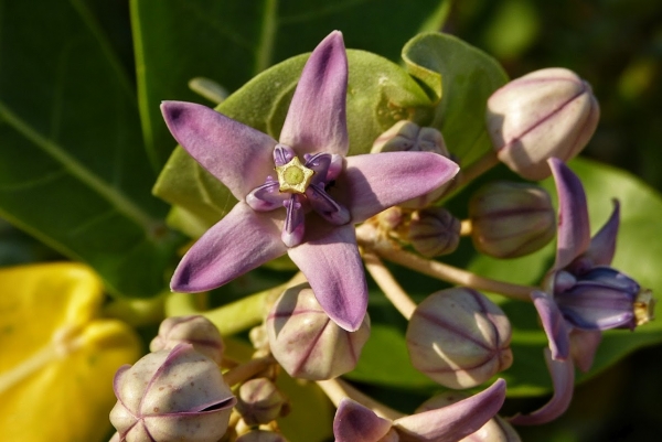 Zdjęcie ze Sri Lanki - Agata!(texarkana)- ratunku!, co to jest? 