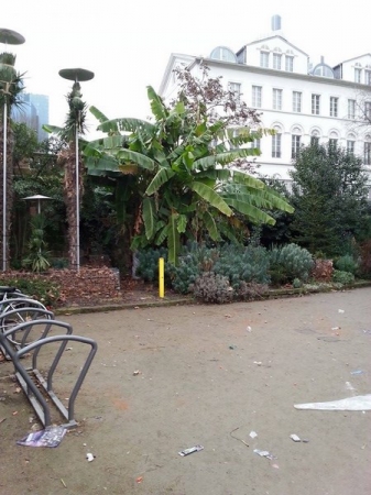 Zdjęcie z Niemiec - A nad Menem rosną nawet bananowce ! ;)