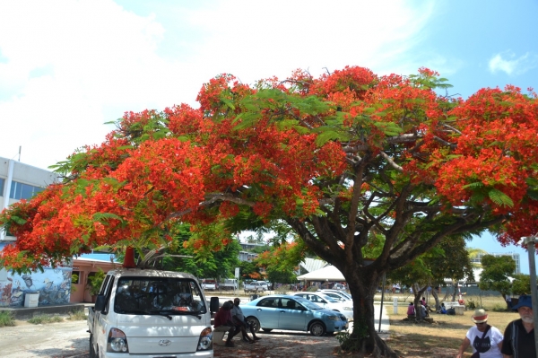 Zdjęcie z Vanuatu - Plomienie Afryki kwitly w calym miescie