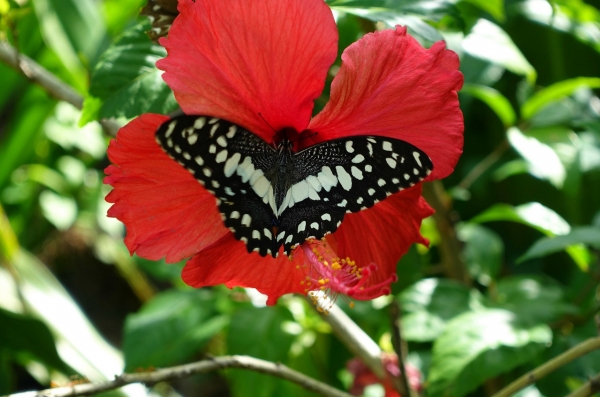 Zdjęcie z Vanuatu - Vanuacka fauna i flora
