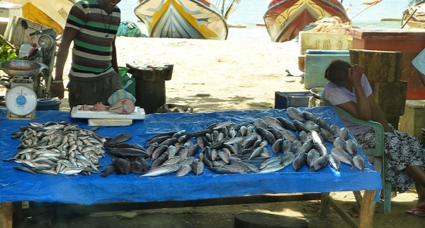 Zdjęcie ze Sri Lanki - rybne kramiki porozstawiane są tuż przy pasie plaży