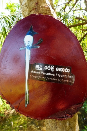 Zdjęcie ze Sri Lanki - nasz znajomy z Yala też tu pomieszkuje