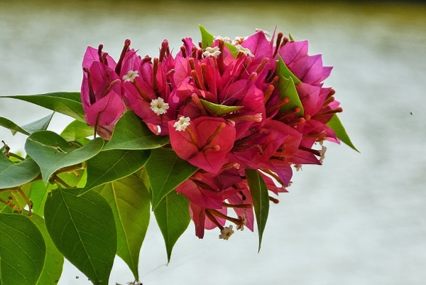 Zdjęcie ze Sri Lanki - piękna flora; 