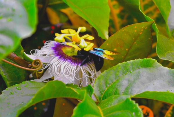 Zdjęcie z Tajlandii - Tajska fauna i flora