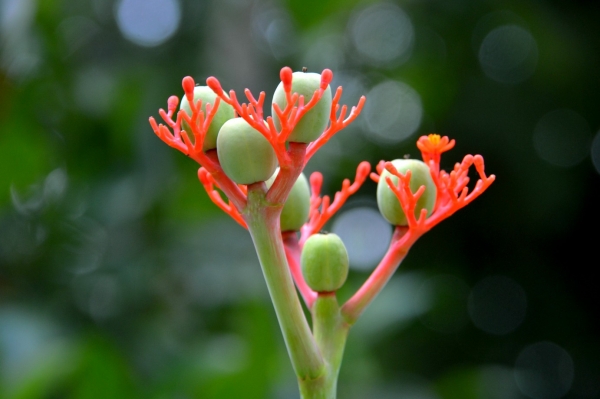 Zdjęcie z Tajlandii - Tajska flora