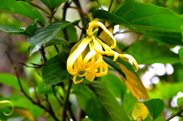 Zdjęcie z Tajlandii - Tajska flora