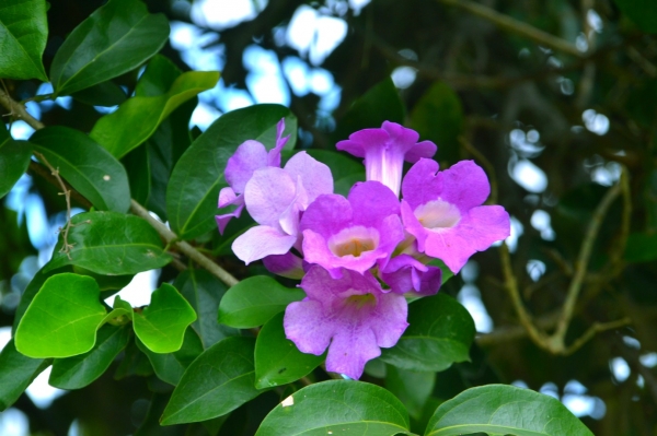 Zdjęcie z Tajlandii - Tajska flora