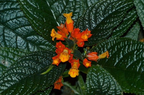 Zdjęcie z Tajlandii - Tajska flora
