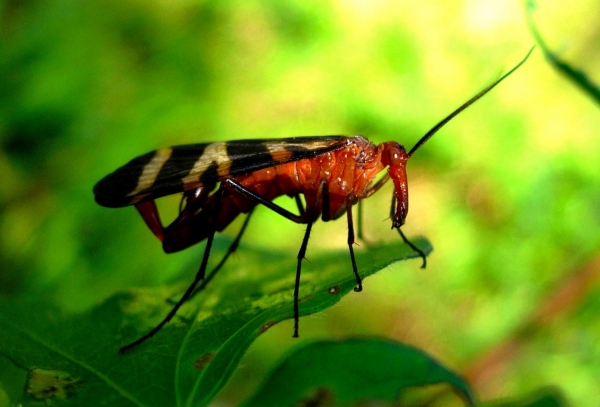 Zdjęcie z Tajlandii - Nie wiem jak to zwą, ale to spore i agresywne bydle