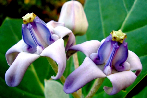 Zdjęcie z Tajlandii - Egzotyczna flora