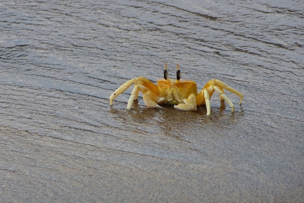 Zdjęcie ze Sri Lanki - mieszkańcy oceanu 