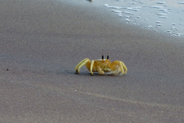 Zdjęcie ze Sri Lanki - mieszkańcy oceanu 