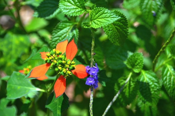 Zdjęcie z Nowej Kaledonii - Miejscowa flora
