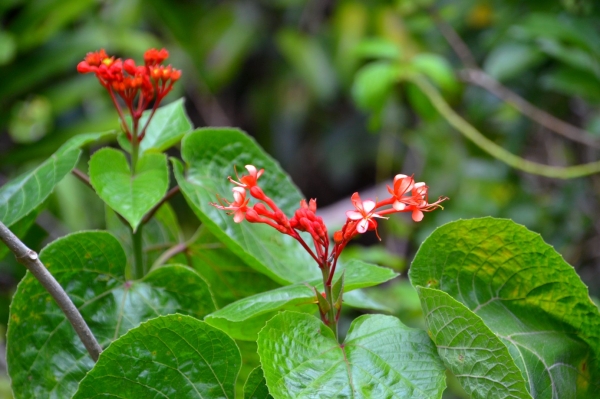 Zdjęcie z Nowej Kaledonii - Miejscowa flora