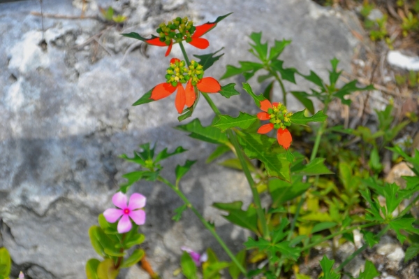 Zdjęcie z Nowej Kaledonii - Miejscowa flora