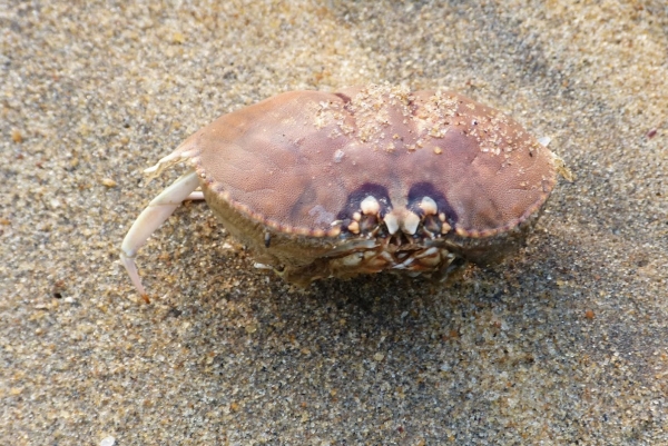 Zdjęcie ze Sri Lanki - krabowe zwłoki na plaży 1....