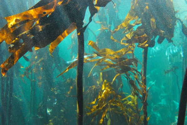 Zdjęcie z Republiki Półudniowej Afryki - Kelp forest