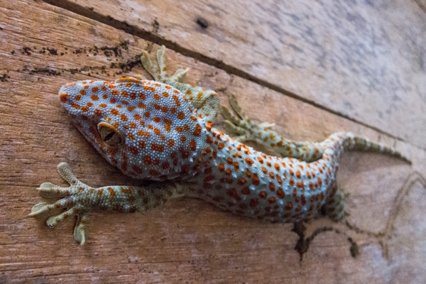 Zdjęcie z Kambodży - duze gekko, ktore zjada glownie male gekko :)