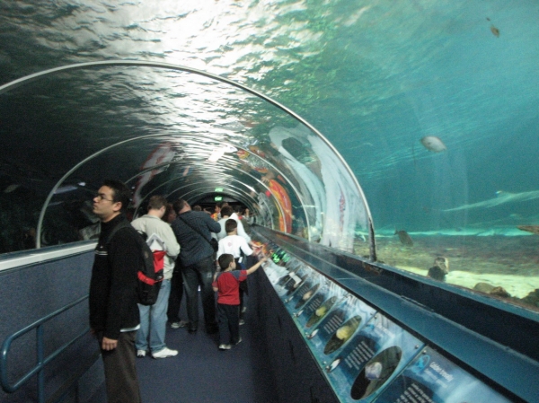 Zdjęcie z Australii - Sydney Aquarium