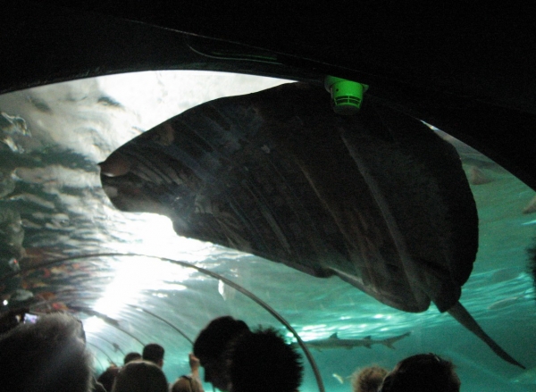 Zdjęcie z Australii - Sydney Aquarium
