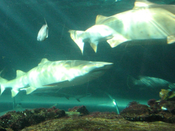 Zdjęcie z Australii - Sydney Aquarium