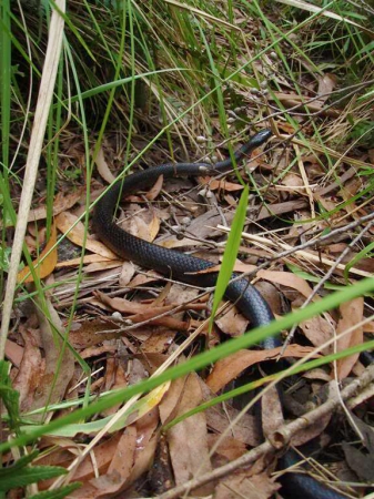 Zdjęcie z Australii - Jakis waz, pewnie brown snake - napewno jadowity