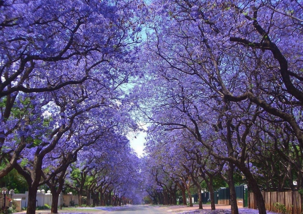 Zdjęcie z Australii - Kwitnace jacarandy na jednej z uliczek Adelajdy