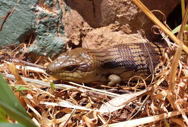 Zdjęcie z Australii - Wielki scynk blue tongue w ogrodzie mojego syna :)