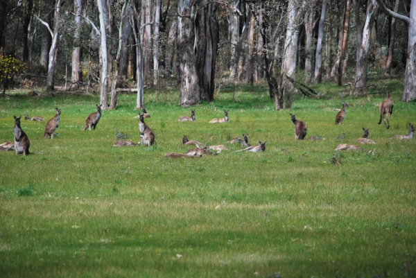Zdjęcie z Australii - Kangurzy sejmik w lesie Kuipto
