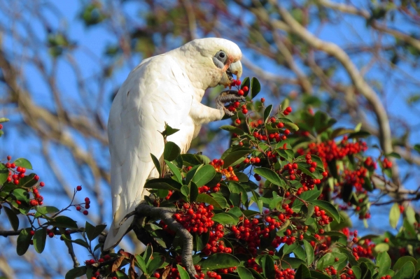 Zdjęcie z Australii - Little corella - kakadu sinooka
