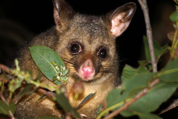 Zdjęcie z Australii - Possum w ogrodzie mojego syna :)