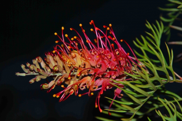 Zdjęcie z Australii - Miejscowa flora