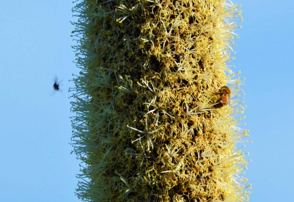Zdjęcie z Australii - Fauna i flora 