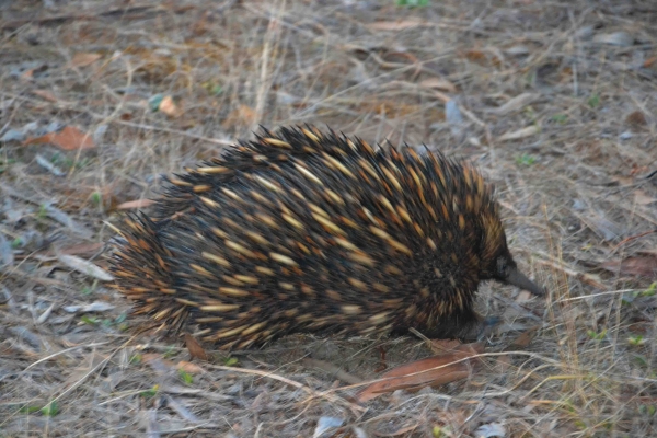 Zdjęcie z Australii - Uciekajaca echidna/kolczatka