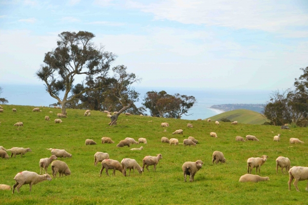Zdjęcie z Australii - W drodze do Myponga