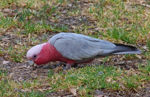 Zdjęcie z Australii - Kakadu rozowa, czyli galah z aborygenska :)