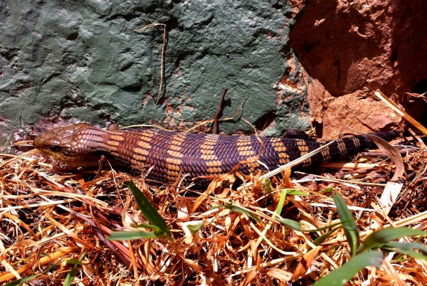 Zdjęcie z Australii - Duzy scynk blue tongue w ogrodzie mojego syna