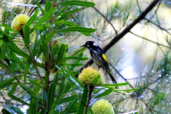 Zdjęcie z Australii - Miodojad regent honeyeater w ogrodzie sasiada