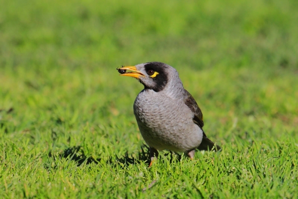 Zdjęcie z Australii - Miodożer maskowy czyli noisy miner