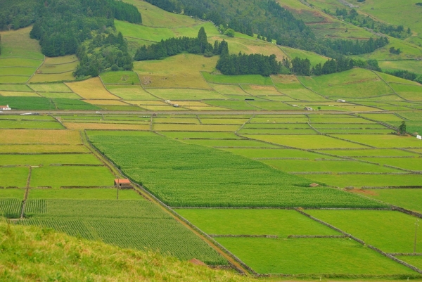 Zdjęcie z Portugalii - Terceira,szachownica 