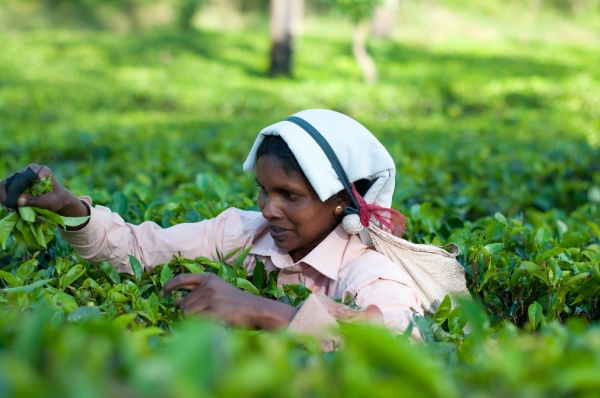 Zdjęcie ze Sri Lanki - 