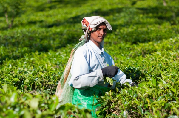 Zdjęcie ze Sri Lanki - 