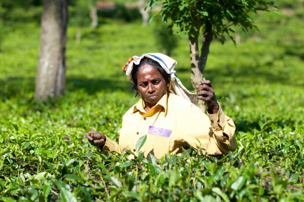 Zdjęcie ze Sri Lanki - 