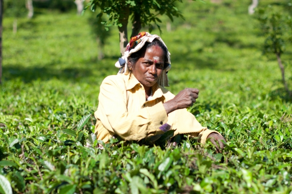 Zdjęcie ze Sri Lanki - 