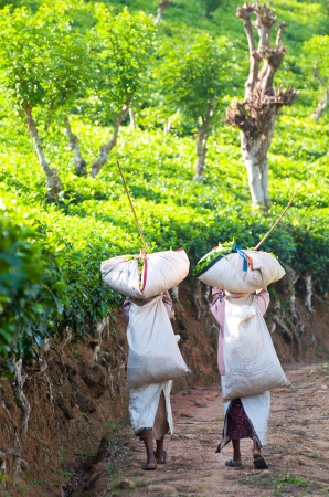 Zdjęcie ze Sri Lanki - 