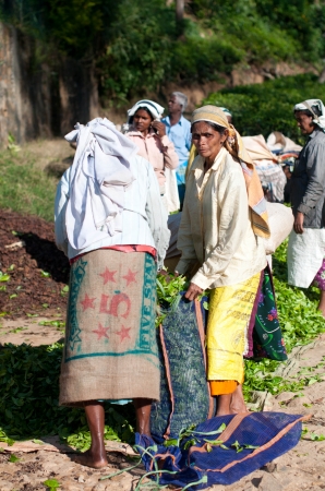 Zdjęcie ze Sri Lanki - 