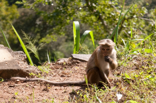 Zdjęcie ze Sri Lanki - 